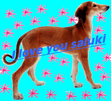 Saluki